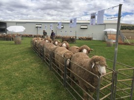 Photo 20-3-17, 12 38 WEB Better animal shot 36 Rams Sold in March Auction 2017 -