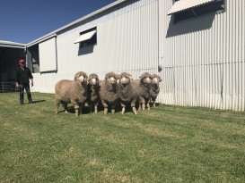 Photo 8-3-17, 11 10 15 George with rams sold in March in 2017. Good photo of what they look like.am