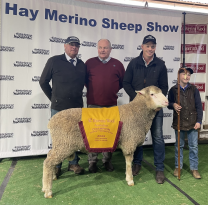Riverina Wool Champion Hogget Merino Ram Premier 220061 Hay 23
