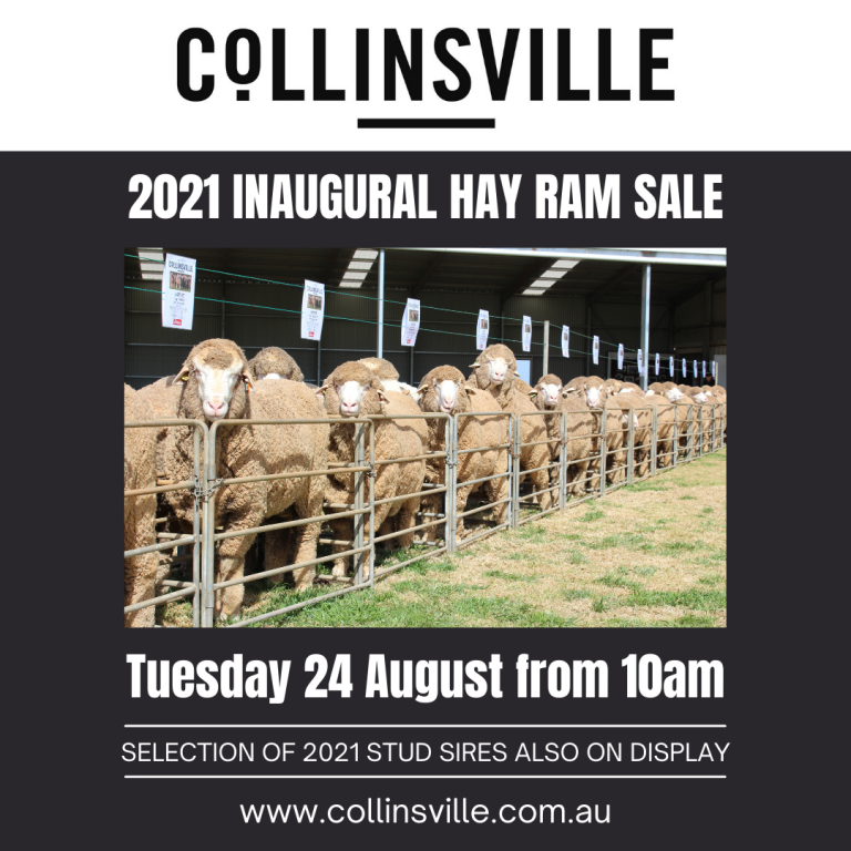 COLLINSVILLE HAY NSW DISPLAY AND INAGURAL RAM SALE 2021
