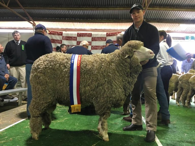 2019 Hay Sheep Show Results