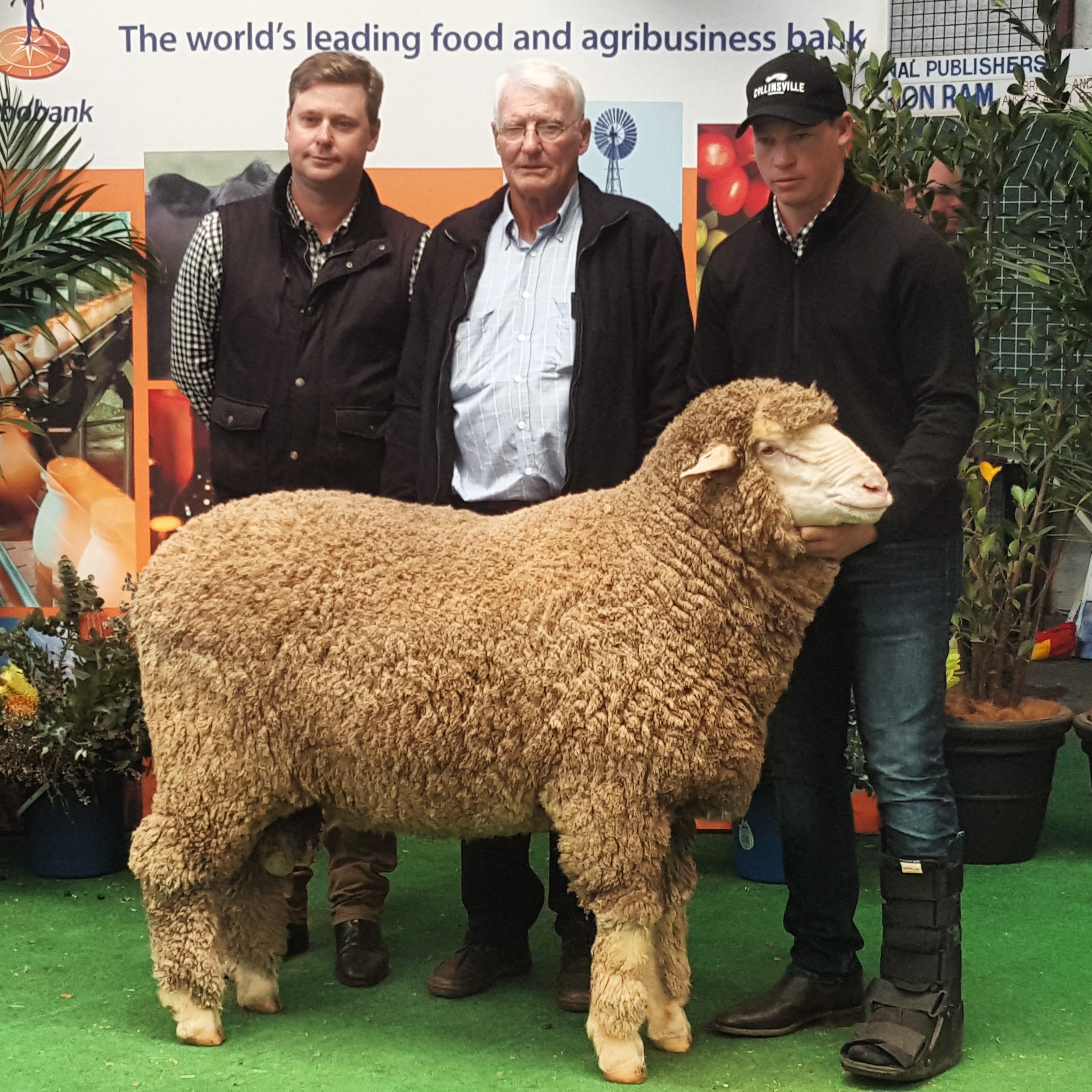 COLLINSVILLE LOT 7 TOPPED THE 2018 ADELAIDE MERINO RAM SALE