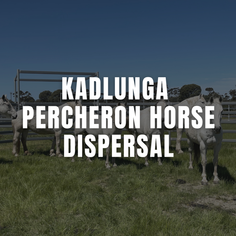 Kadlunga Percheron Horse Dispersal