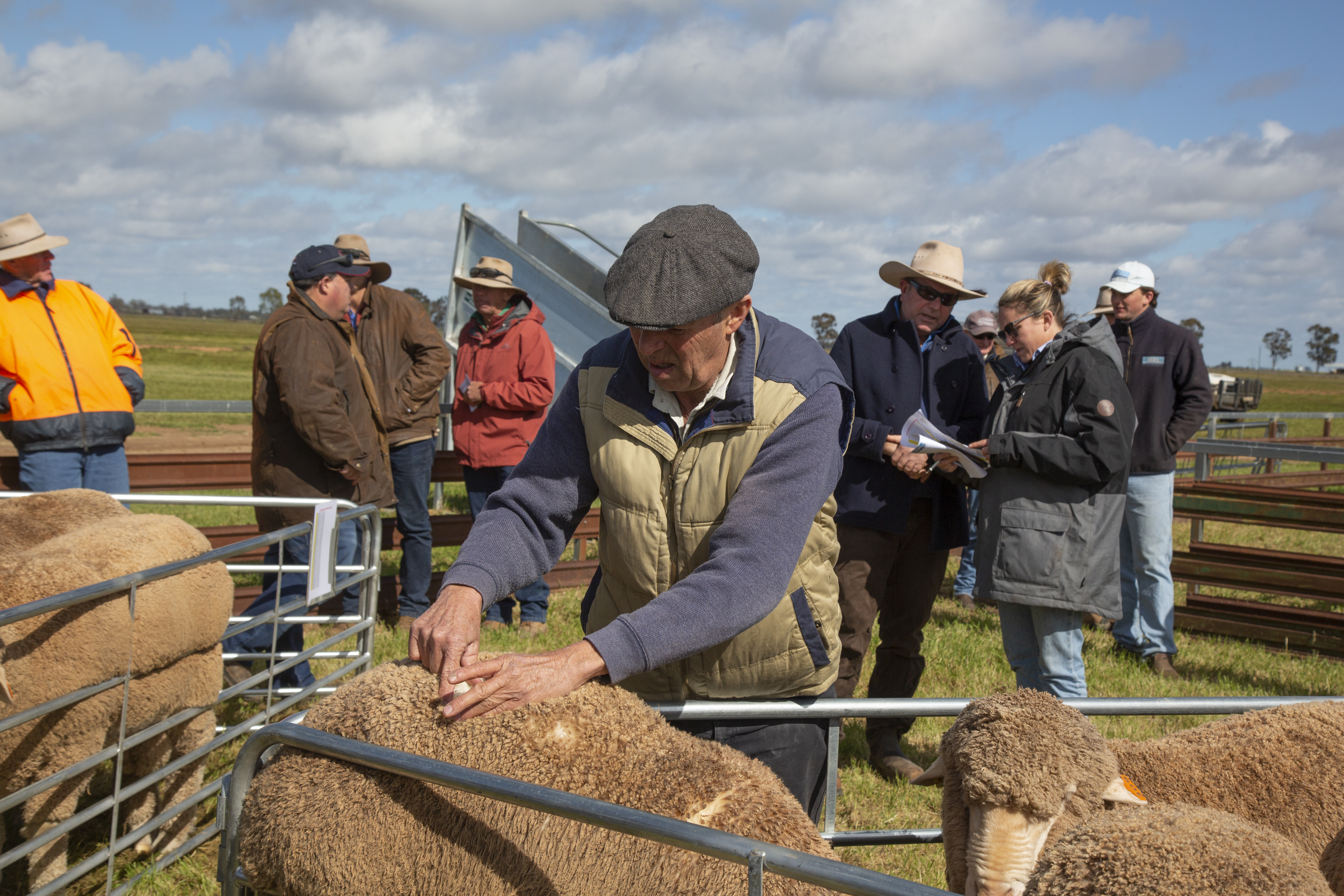 COLLINSVILLE HAY, NSW COMMERCIAL RAM SALE 2022 RESULTS