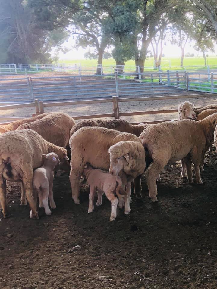 Mothering of AI 2020 drop Ram Lambs at Collinsville