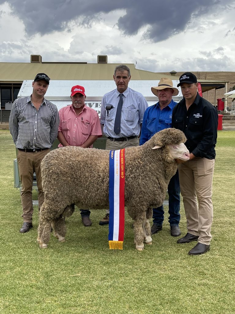 COLLINSVILLE WINS RAM OF THE YEAR SECOND YEAR IN ROW AT THE SA STUD MERINO FIELD DAYS 2022