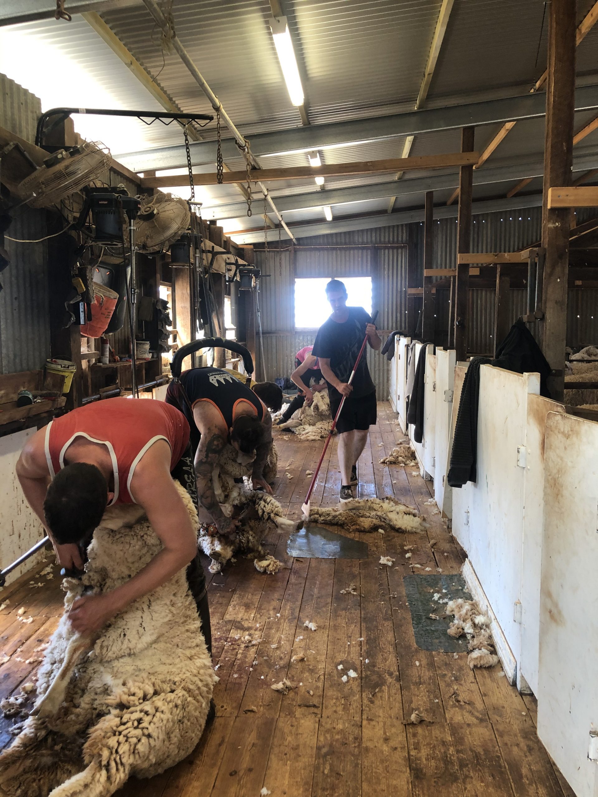 SHEARING TIME AT COLLINSVILLE STATION, PULPARRA