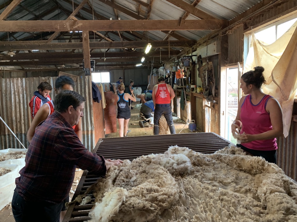 Shearing Has Started at Collinsville!