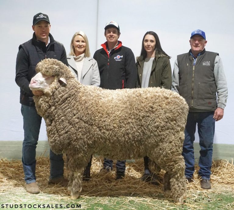 Collinsville ram sells for $115,000 to Western Australian stud