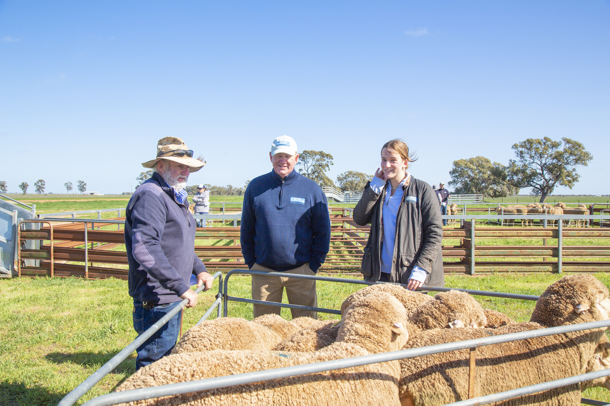 COLLINSVILLE FLOCK RAMS SNAPPED UP IN NSW